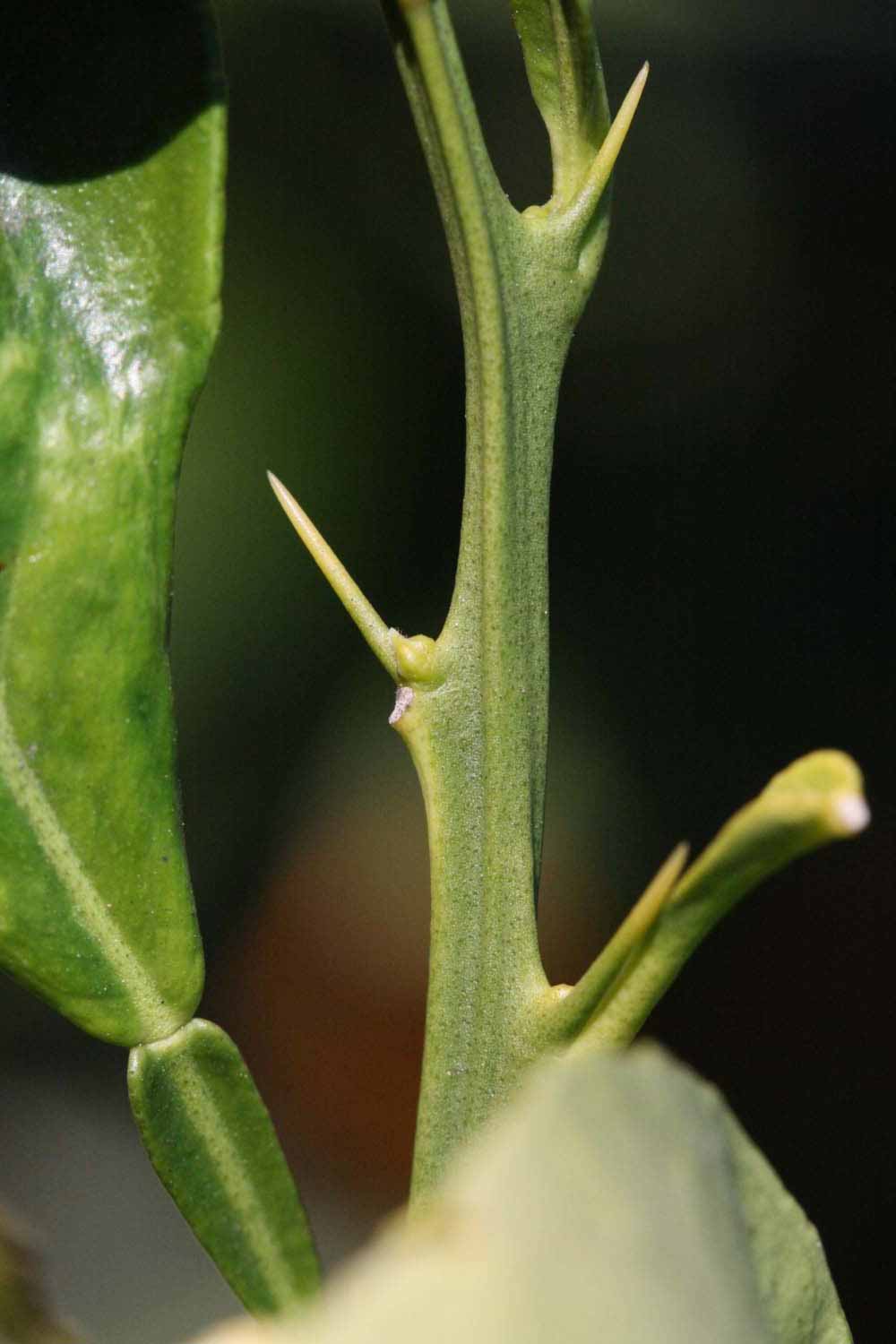              First year twig (Riverside, CA)       